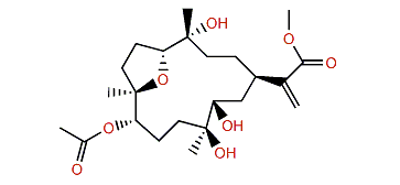 Dendronpholide M
